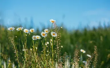 草地上的白花和蓝天